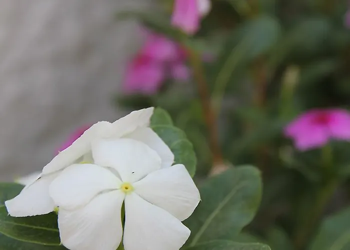 Okyanus Ξενοδοχείο 2*